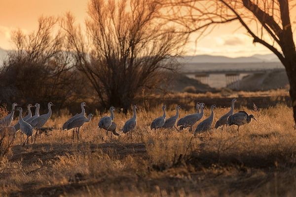 Sandhill cranes with SR 60 in background-Bernardo Wildlife Area-New Mexico